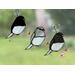 Junco Suncatchers in direct sunlight.