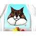 Brown and White Maine Coon Cat