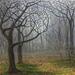 Foggy, colorful autumn leaves surround two barren trees, leading to a path shrouded in mist. The home has two windows glowing through fog.