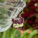 Lemon quartz and garnet cluster earrings in sterling silver by MariesGems.