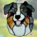 Shepherd shown in Blue Merle