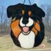 Shepherd shown in Black  Tricolor