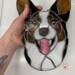 Cardigan Welsh Corgi shown being held for size reference.