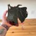 Scottish Terrier- Scottie- Stained Glass Suncatcher- being held for size reference.
