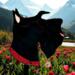 Scottish Terrier- Scottie- Stained Glass Suncatcher