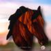 Morgan Horse- Bay