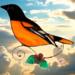 Baltimore Oriole In direct sunlight.