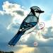 Blue Jay by Robin C. Hary- made with shades of blue, black, and white glass.
