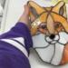 Fox Face Portrait Stained Glass Suncatcher by Robin C. Hary- made of shades of orange, red, and white glass. Shown being held for size reference (about 9" tall).