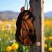Mustang Suncatcher by Robin C. Hary-  shown in Dun.