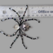 black and silver gray beaded spider 10mm clear glass head, 20mm silver body, movable legs, glass seed beads, lies flat on ruler to show size