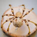 Gold and cream beaded spider ornament with amber crystal body and delicate wire legs