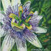Closeup of a Passion Flower