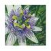 Closeup of a Passion Flower