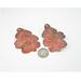 Copper Oak Leaf Earring with dime
