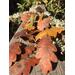 copper oak leaf earrings