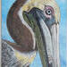 Closeup of Pelican