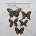 Scrapbook die cut butterflies, Wonderful Wings, black and tan
