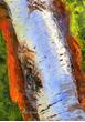 White Birch Fine Art